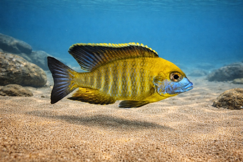 Lethrinops sp. 'yellow collar' Harbour Island